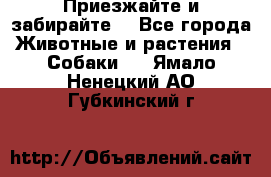 Приезжайте и забирайте. - Все города Животные и растения » Собаки   . Ямало-Ненецкий АО,Губкинский г.